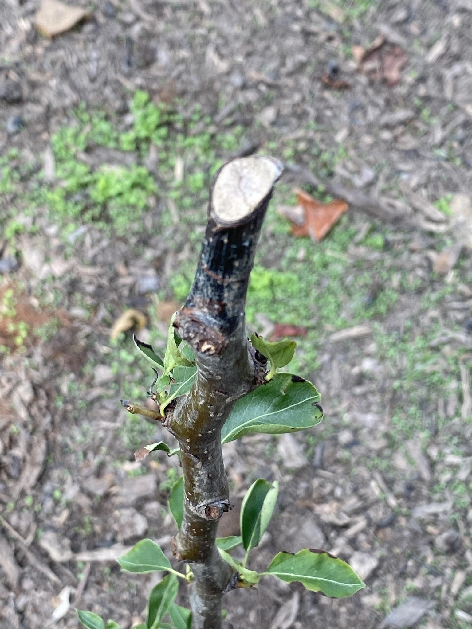 Unlocking the Secrets of Thriving Trees: The Vital of Trimming in Tree Wellness